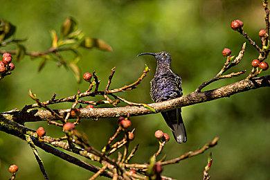 清凉一夏 任天堂免费提供2022夏季特别壁纸